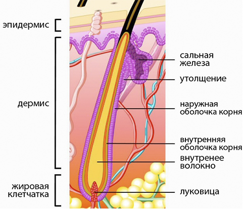 Гомеопатия для жирной кожи головы